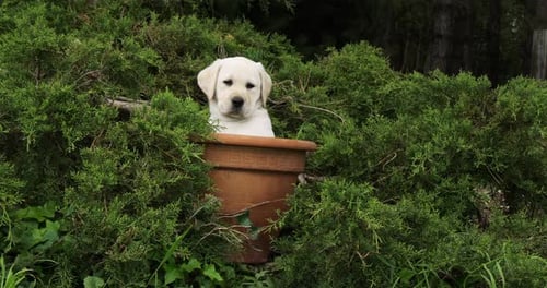 Yellow Labrador Retriever, Puppy Playing in a Flowerpot, Normandy, Slow Motion 4K