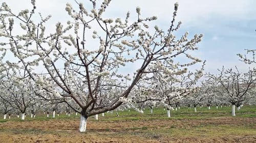 Obstgarten der Kirschbäume
