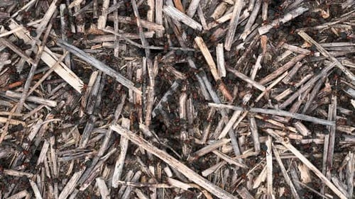 Ants Runs on the Anthill Close-up. Protection of Insects in a National Park,