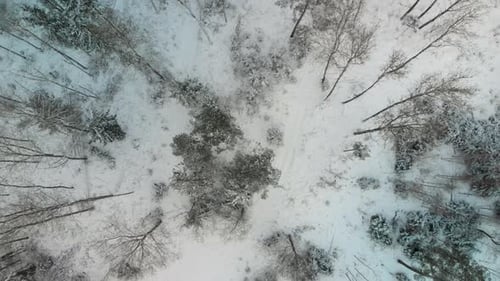Forest After a Snowfall