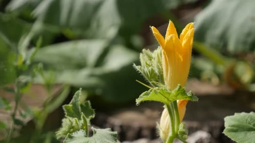 Gros plan des feuilles de la plante de courge, 4K 2160p, 30 images par seconde, vidéo UltraHD - Cucurbita pepo yellow flow