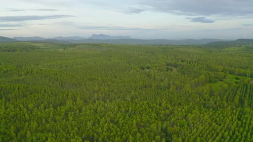 Aerial top view of lush green trees from above in tropical forest in national park and mountain