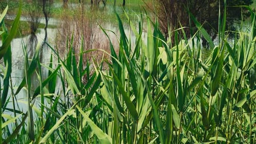 Tall Bulrush Grass Near the Lake