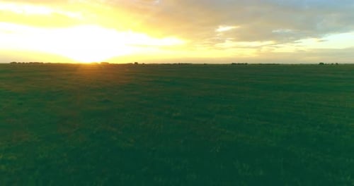 Flight Above Rural Summer Landscape with Endless Yellow Field at Sunny Summer Evening