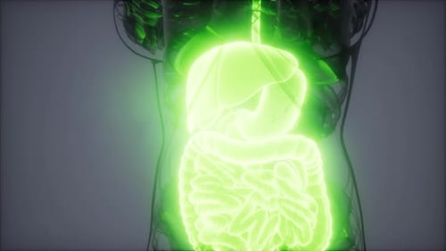 Glowing Human Digestive System 3D Medical Scan Animation