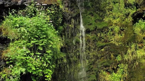 Clean Small Waterfall in the Forest