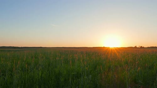 Sonnenuntergang über dem Feld