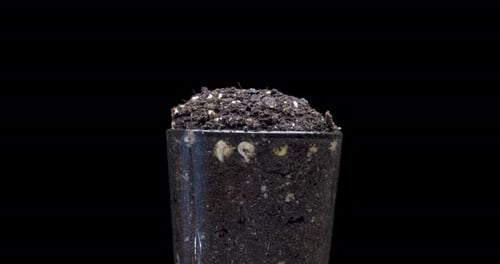 Fresh Bean Growing Macro Time Lapse