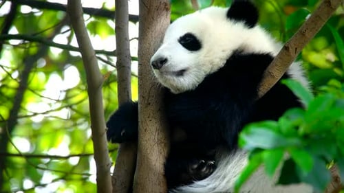Panda Resting Comfortably in Green Tree