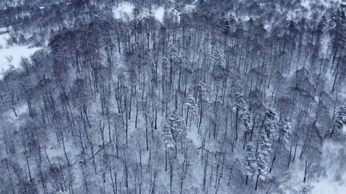 Snowy Forest Aerial