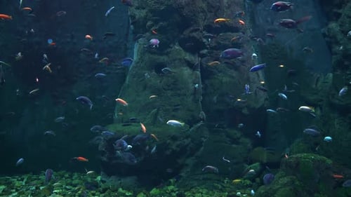 Seefische im Tiefaquarium Sea Life