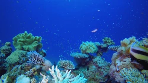 Underwater Tropical Reef Seascape