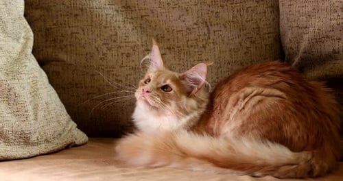 Funny Curious Young Red Ginger Maine Coon Kitten Cat Playing With Toy At Home Sofa
