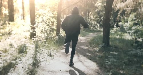 Slow Motion Shot of Man Running Through Pine Forest on Path in Woods. Runner Training Fitness and