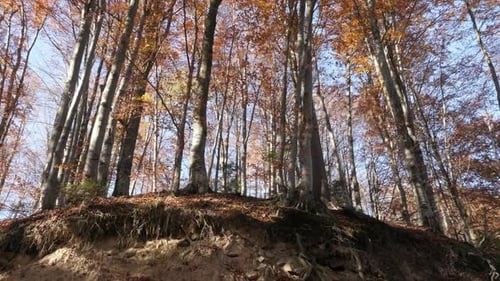 Low angle of trees in a forest