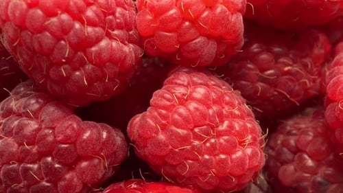 Delicious and Fresh Red Raspberries Close Up