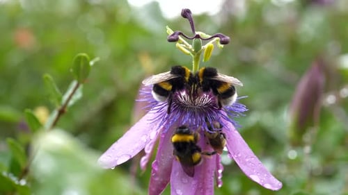 Bumblebees Gather Nectar on Purple Passion Flower