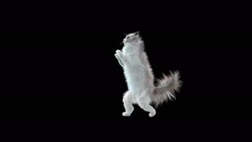 Katze Walking 4K