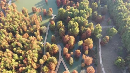 Autumn forest