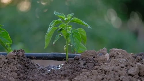 Small Plant Growing with Irrigation System in Soil