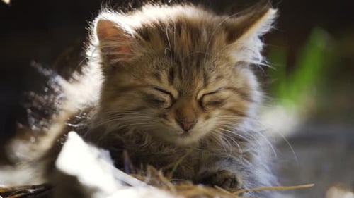 Adorable Kitten Resting Peacefully in Sunlight