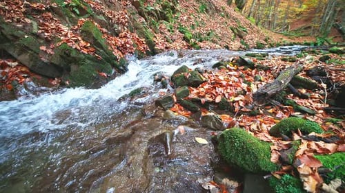 Río de montaña con hojas de otoño