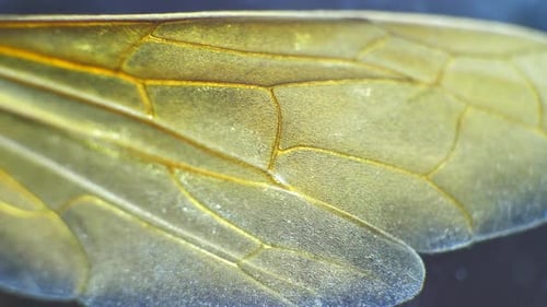 Insect Wings