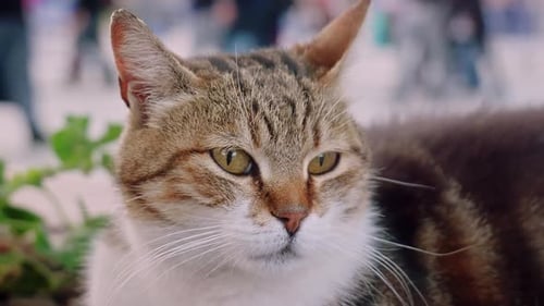 Alert Tabby Cat Close Up in City