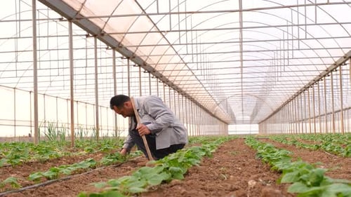 Farmer Tending Crops in Greenhouse