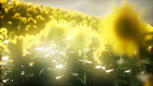 Sunflower Field on a Warm Summer Evening