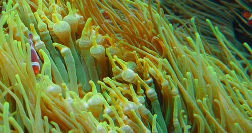 Clownfish Swim in Anemones on Coral Reef
