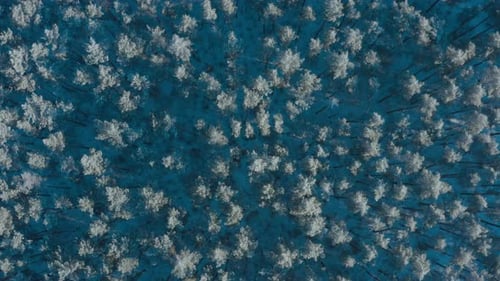Calm Cinematic Flight Above Snowy Forest In Winter Frosty Day