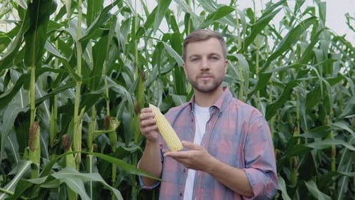 A Young Happy Farmer Examines a Head of Corn in His Field