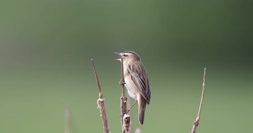 Singing Bird Perched on a Reed in Nature