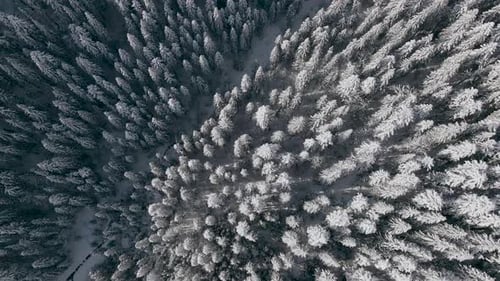 Aerial View of a Frozen Forest with Snow Covered Trees at Winter in Carpathian Mountains