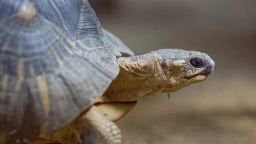 Closeup of Radiated Tortoise in Its Habitat on Land