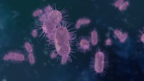 3D Animated Bacteria Cells Under Microscope Loop