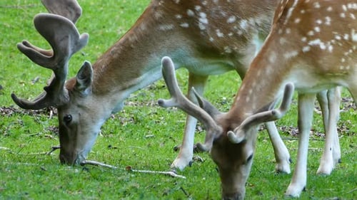 Close up From Deers Eating Grass
