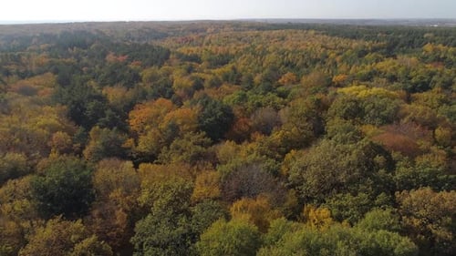 Golden Autumn Forest Top View