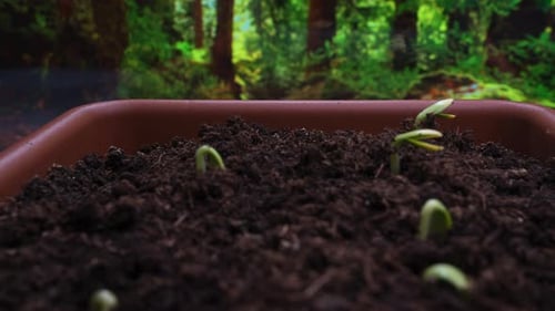 Plants Growing Timelapse Sprouts Germination on Window in Seedling Pot