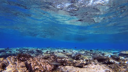 Peixes à deriva com ondas