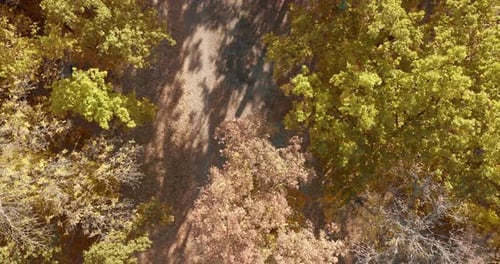 Aerial View of Forest Path in Autumn