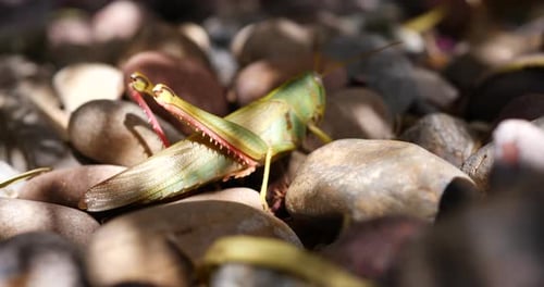 Close up macro shot of a large green grasshopper insect walking along pebbles before hopping and jum
