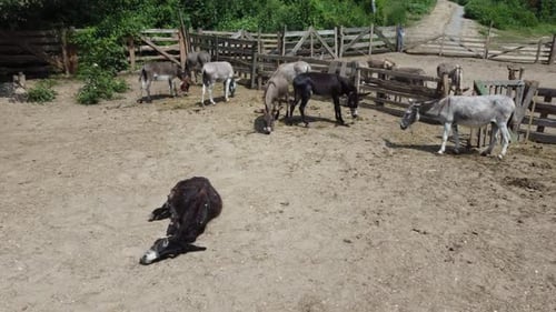 Donkey Farm