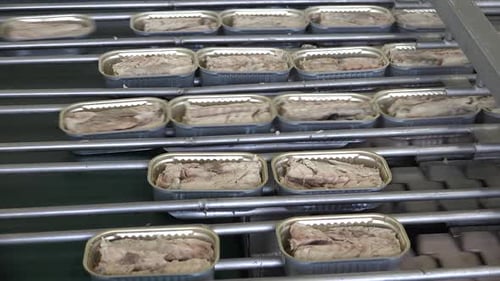 Canned Fish Preparation on Factory Conveyor Belt