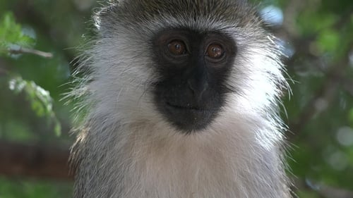Affenbaby lustige Wildtierszene im exotischen Wald. Portrait Affe auf Bäumen. Video Nahaufnahme
.