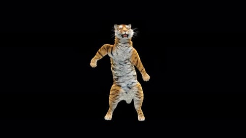 Tiger Tanzen 4K