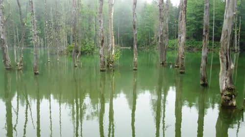 Schöne ungewöhnliche Naturlandschaft Magischer Morgen im nebligen Wald Tote Bäume im See Luftaufnahme
