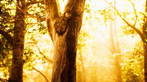Rays of Sunlight in a Misty Forest in Autumn