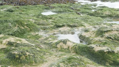 Algae on the coastline after water tide slow tilt 4K 2160p 30fps UltraHD footage - Ocean beach forme